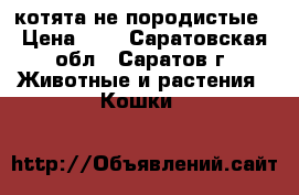 котята не породистые › Цена ­ 1 - Саратовская обл., Саратов г. Животные и растения » Кошки   